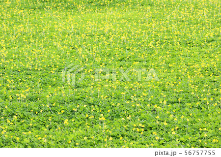 green leaf of Arachis pintoi (Pinto peanut) 56757755