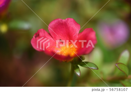 ハナスベリヒユと蟻 56758107