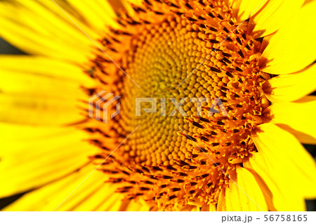 close-up of a beautiful sunflower in a field 56758165