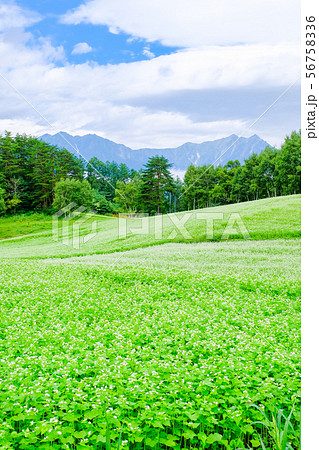 中山高原 (蕎麦畑) 中山高原 (蕎麦畑) 56758336