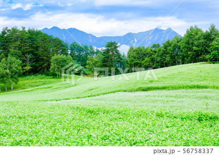 中山高原 （蕎麦畑） 56758337