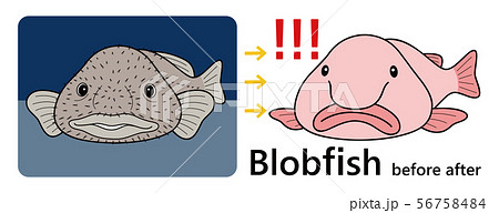 ブロブフィッシュ ニュウドウカジカ ビフォーアフター セット ベクター イラスト 56758484