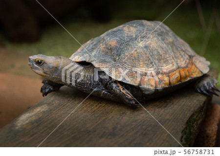 ニホンイシガメ 56758731