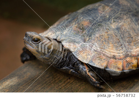 ニホンイシガメ ニホンイシガメ 56758732