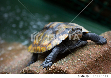 ニホンイシガメ ニホンイシガメ 56758734