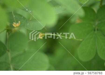 エビスグサの未熟な果実 エビスグサの未熟な果実 56758760