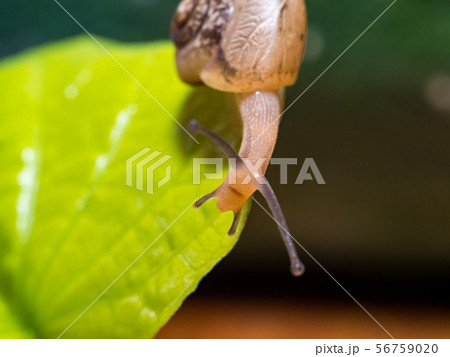 Snail on a green leaf Snail on a green leaf 56759020