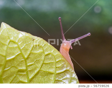 Snail on a green leaf 56759026