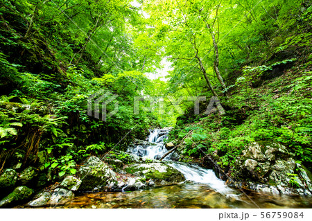 東京 檜原都民の森 森林と清流 東京 檜原都民の森 森林と清流 56759084