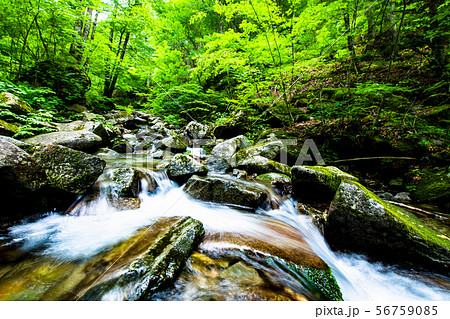 東京 檜原都民の森 森林と清流 東京 檜原都民の森 森林と清流 56759085