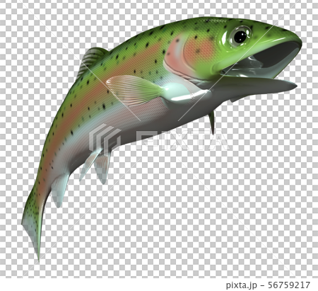 虹鱒魚 56759217