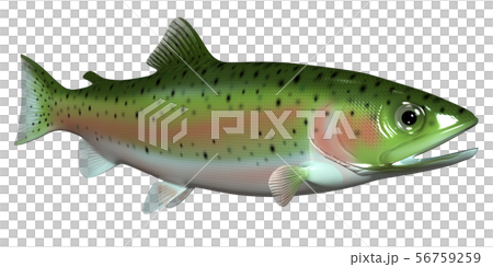 虹鱒魚 56759259