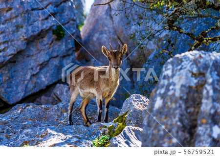 Spanish Ibex, Capra pyrenaica in Torcal de Antequera National Park, Spain Spanish Ibex, Capra pyrenaica in Torcal de Antequera National Park, Spain 56759521