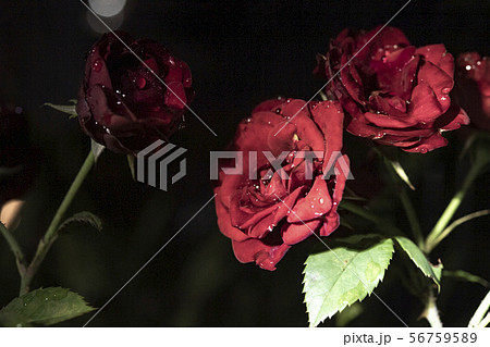 雫がついた薔薇 56759589