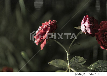 雫がついた薔薇 56759596