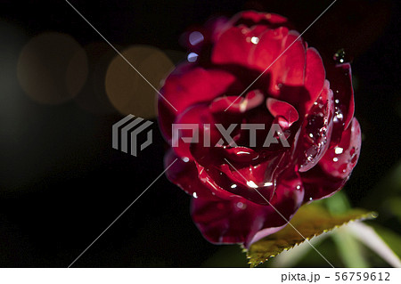 雫がついた薔薇 56759612