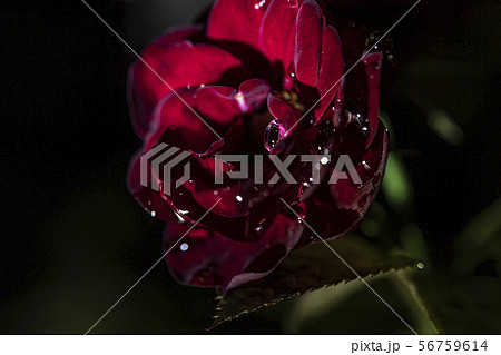 雫がついた薔薇 56759614
