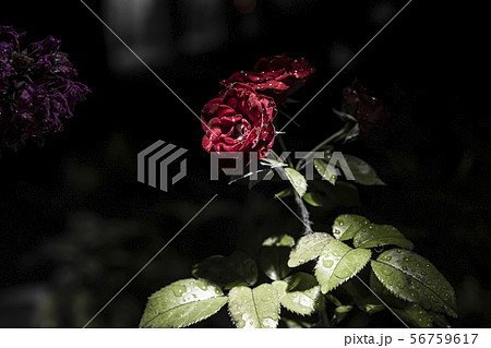雫がついた薔薇 56759617