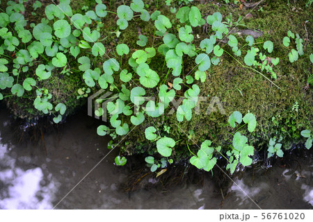 ならの小川の葵の葉 56761020