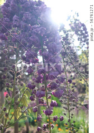 栃木の藤の花 栃木の藤の花 56761271