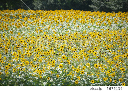 夏の花　ひまわり 56761344