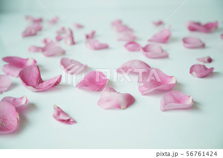ピンク 花びら ピンク 花びら 56761424