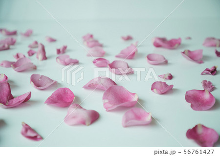 ピンク 花びら ピンク 花びら 56761427
