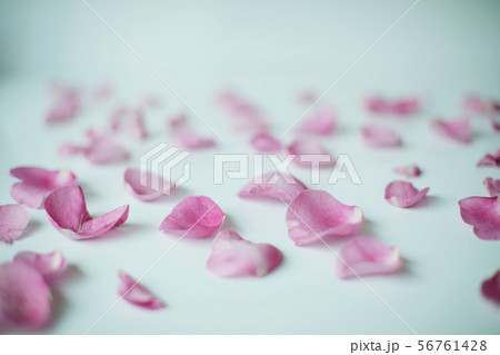 ピンク 花びら ピンク 花びら 56761428