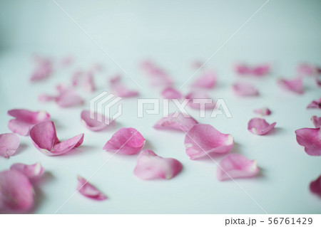 ピンク 花びら 56761429