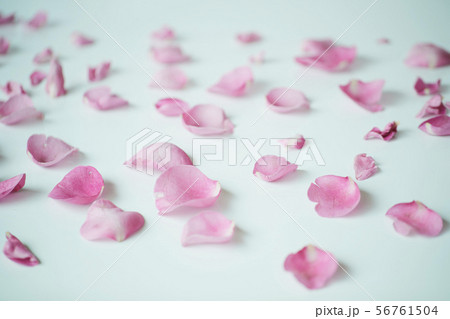 ピンク 花びら 56761504