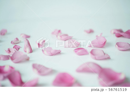 ピンク 花びら 56761519