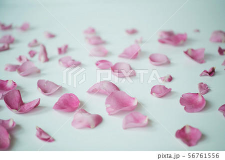 ピンク 花びら ピンク 花びら 56761556