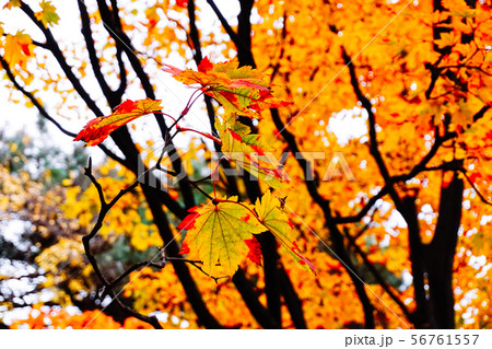 Autumn season of tree and leaves 56761557