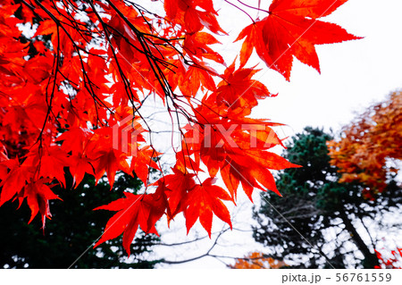 Autumn season of tree and leaves Autumn season of tree and leaves 56761559