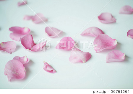 ピンク 花びら 56761564