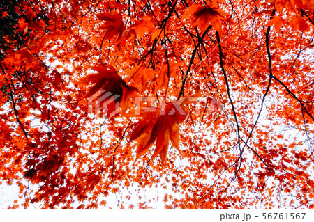 Autumn season of tree and leaves Autumn season of tree and leaves 56761567
