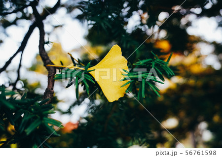 Autumn season of tree and leaves Autumn season of tree and leaves 56761598