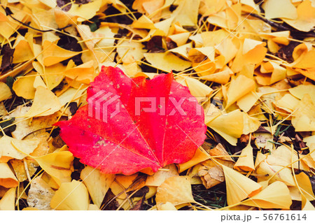 Autumn season of tree and leaves Autumn season of tree and leaves 56761614