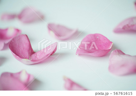 ピンク 花びら ピンク 花びら 56761615