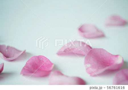 ピンク 花びら ピンク 花びら 56761616