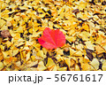 Autumn season of tree and leaves 56761617