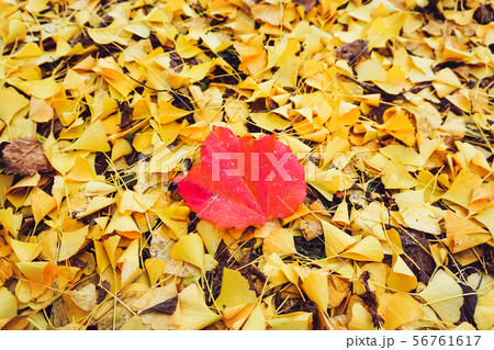 Autumn season of tree and leaves Autumn season of tree and leaves 56761617