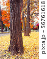 Autumn season of tree and leaves 56761618