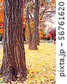 Autumn season of tree and leaves 56761620