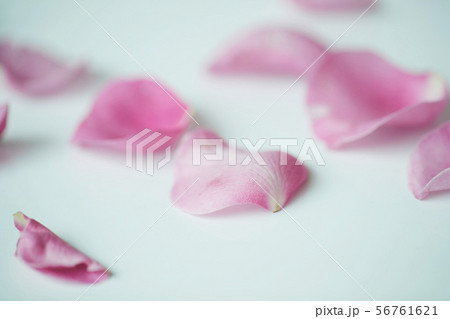 ピンク 花びら ピンク 花びら 56761621