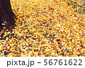 Autumn season of tree and leaves 56761622