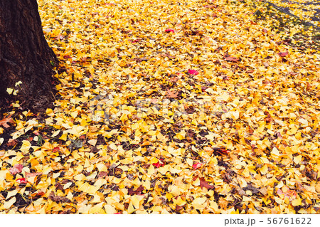 Autumn season of tree and leaves Autumn season of tree and leaves 56761622