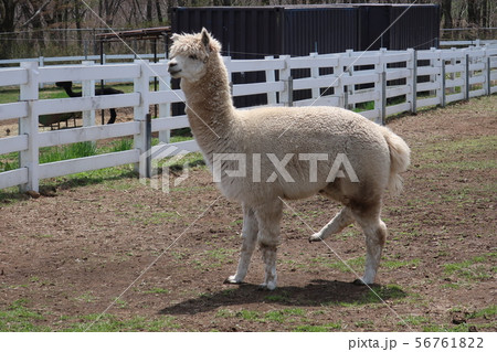 那須の白いアルパカ 那須の白いアルパカ 56761822