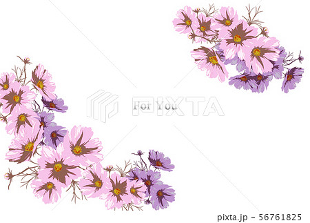 コスモスポストカード文字入り コスモスポストカード文字入り 56761825