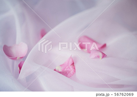 ピンク 花びら ピンク 花びら 56762069